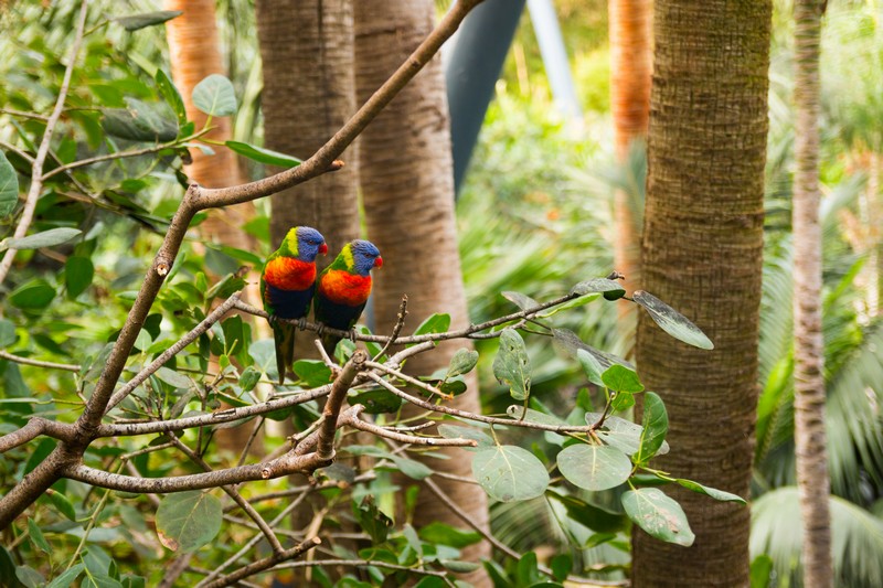 Birdlife at Loro Park Tenerife